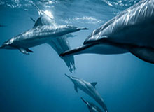 8868体育官网：一次专业、透明、智能的体育娱乐平台之旅